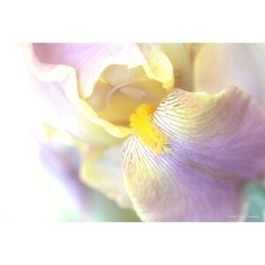Purple Lavender Iris Petal Flower - Wall Art, Home Decor Print Size 5x7